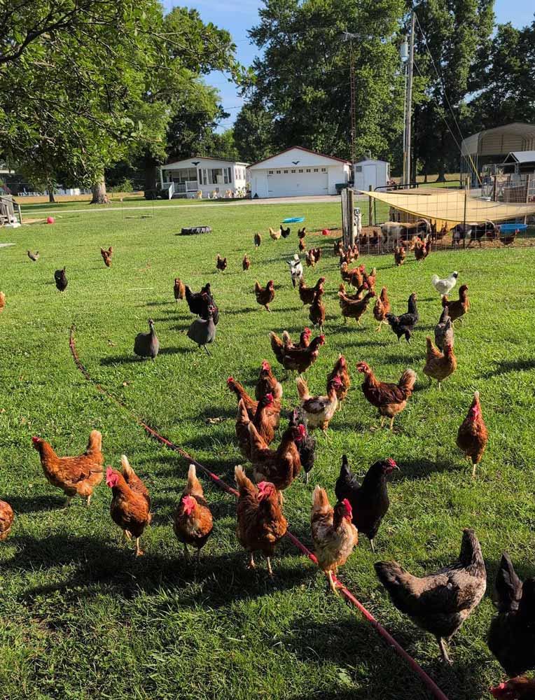 Chickens on the Ranch