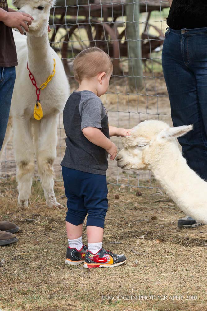 Child and Alpacas