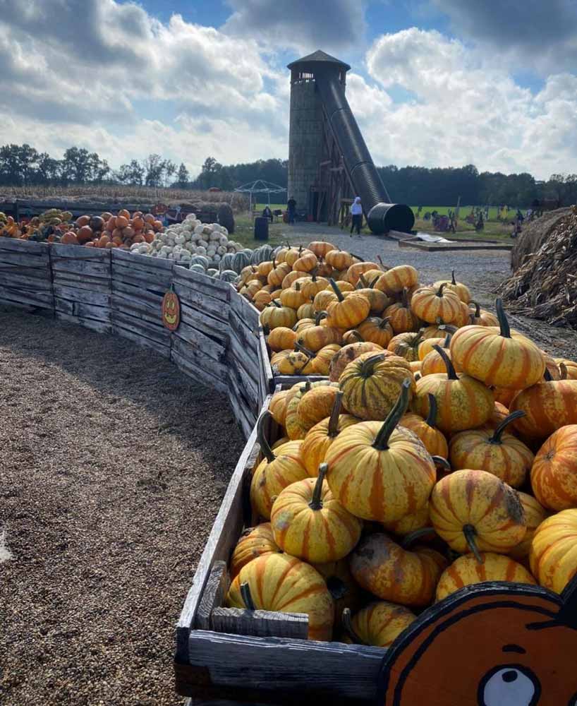 Pumpkins, Gourds, & Silo Slide
